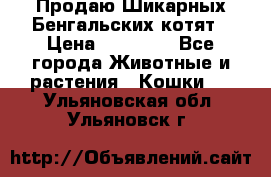 Продаю Шикарных Бенгальских котят › Цена ­ 17 000 - Все города Животные и растения » Кошки   . Ульяновская обл.,Ульяновск г.